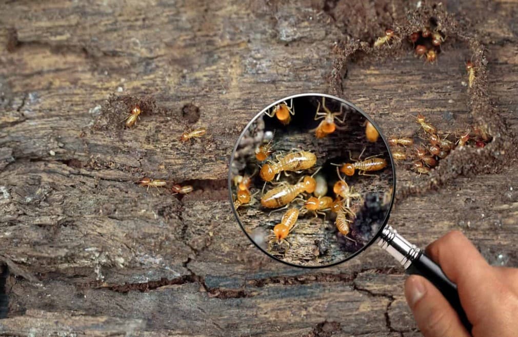 Photographie réalisée par Eco Diagnostic Conseil représentant un diagnostic termites